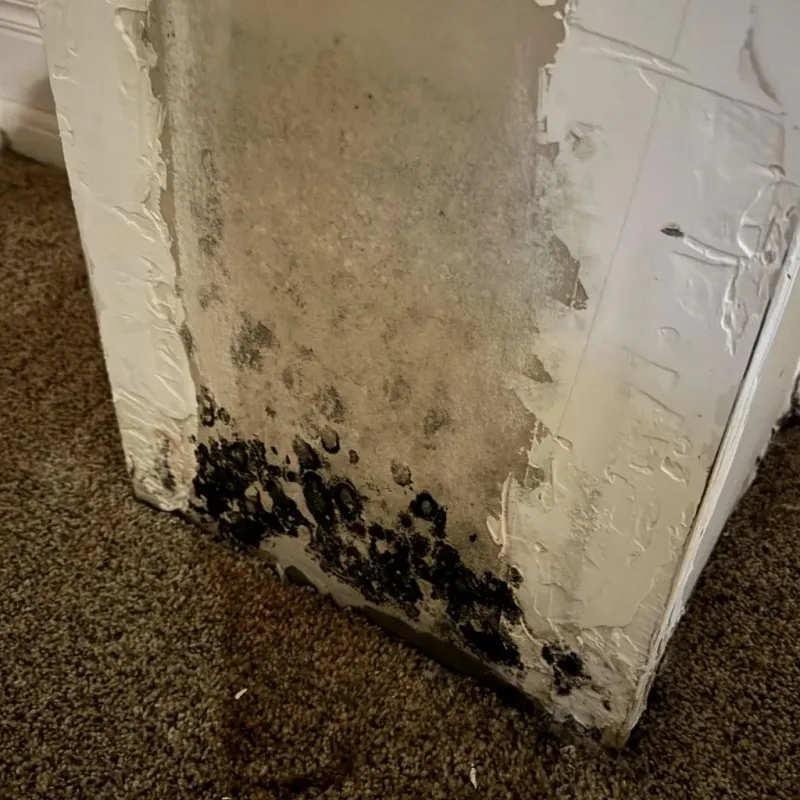 Professional Mold Removal in Crane, MO